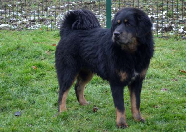 Тибетский мастиф - лучший страж на территории в Москве фото 161