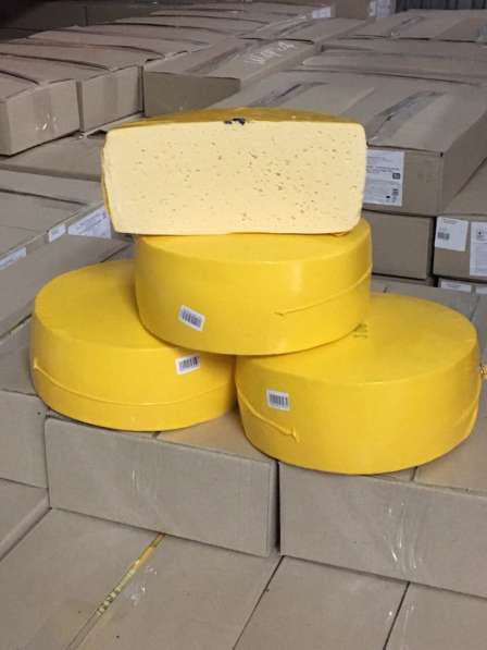 Сыр оптом от 10 тон