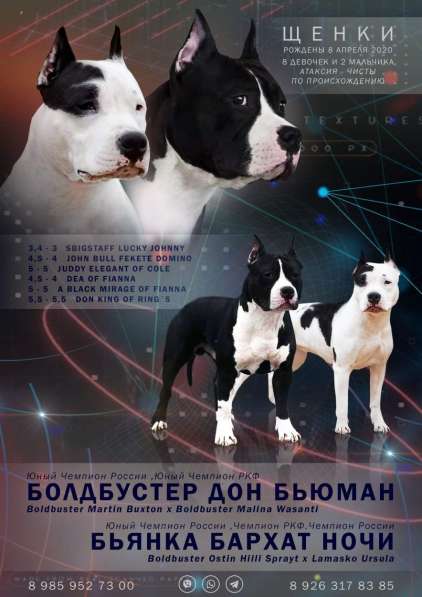 Очаровательные девочки Амстаффа резерв в Москве фото 22