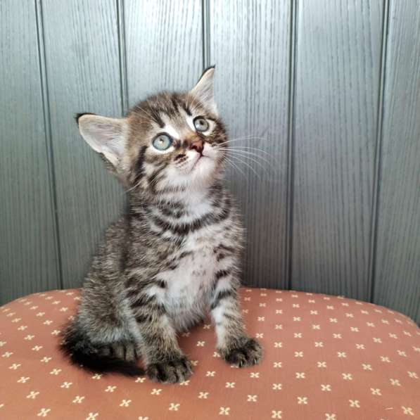 Кошачий ангел котенок Дилли в добрые руки в Москве фото 12