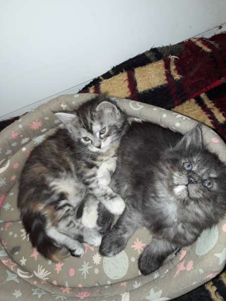 Котята Мейн-кун метисы в Наро-Фоминске фото 13