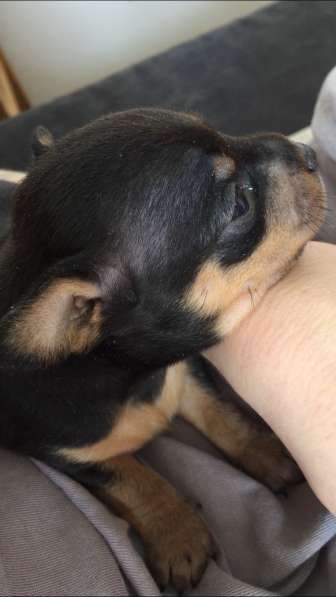 Щенок той терьер в Москве фото 5