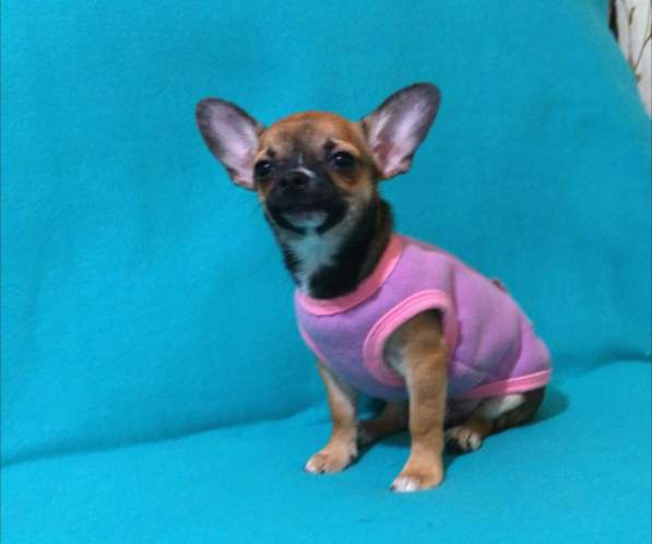 Чишки братишки в Москве