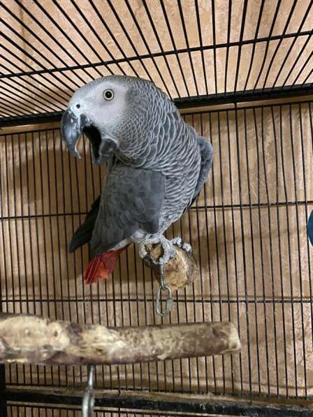 Жако дикарь