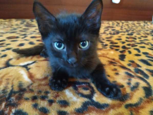 Котенок черный (метис Бомбейской кошки) в фото 3