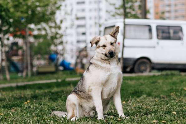 Ищет дом плюшевый медвежонок Бэйли! в Москве фото 8