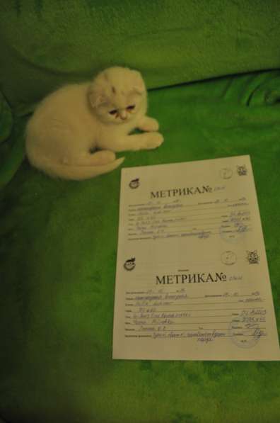 Шотландские котята c родословной в Мурманске фото 17