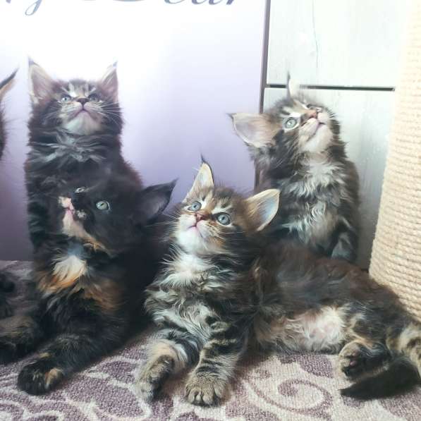 Продажа котят мейн-кун в Омске фото 30