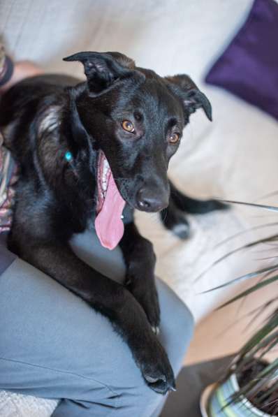 Линси - щенок метис лабрадора в дар в Москве фото 6