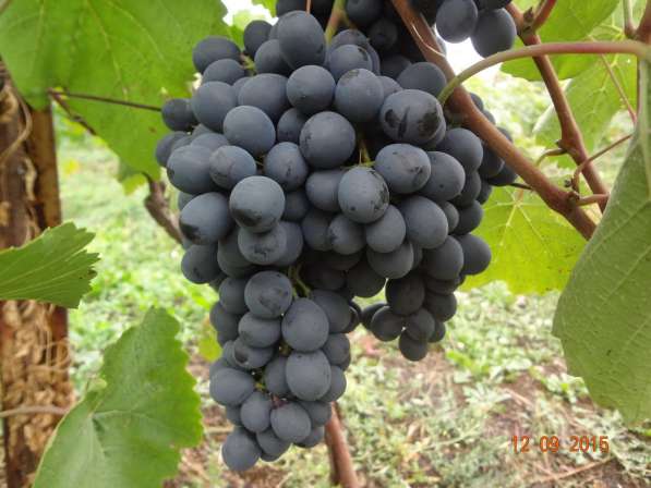 Черенки винограда столовых и винных сортов в Тамбове фото 7