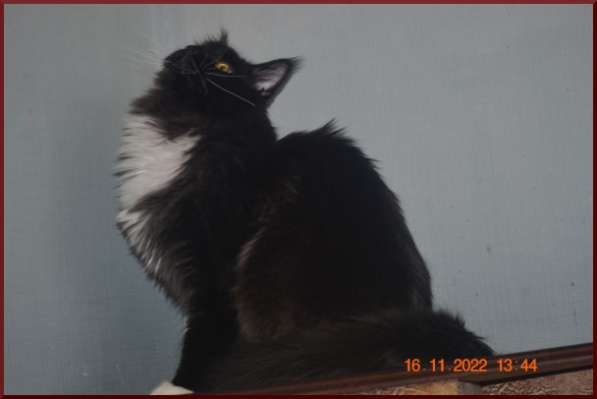 Роскошный черный котик мейн-кун из питомника в Астрахани фото 6