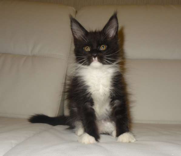 Ламборджини кошечка мейн кун в Москве фото 23