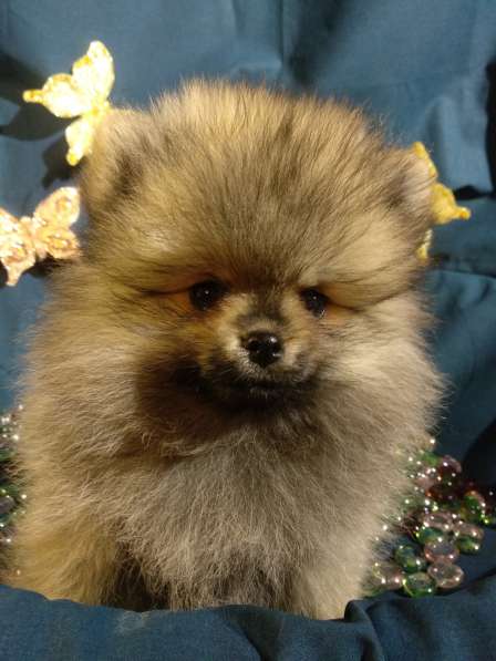 Щенки Померанский шпиц в фото 15