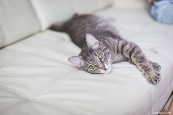 Серая кошка Мальта ищет дом! в Москве фото 6