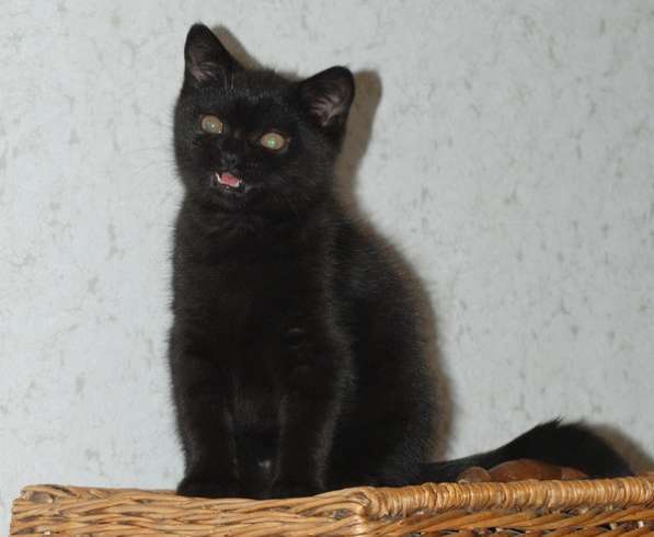 Черные британские котята - кошка в Москве