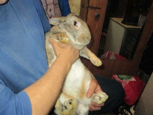 Крольчата на разведение и взрослые кролы на обмен и на мясо в Покрове фото 3