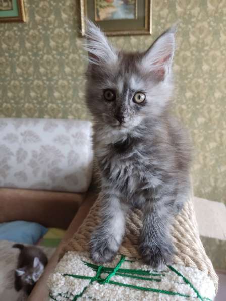 Продажа породистых котята породы Мейн-кун в Москве фото 21