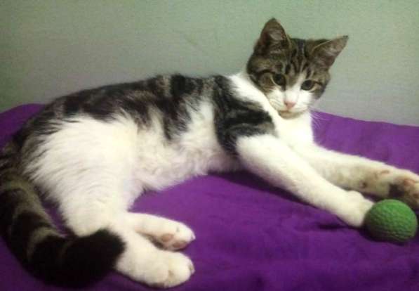 Котенок в добрые руки. Тошка-добрая душа в Москве фото 33