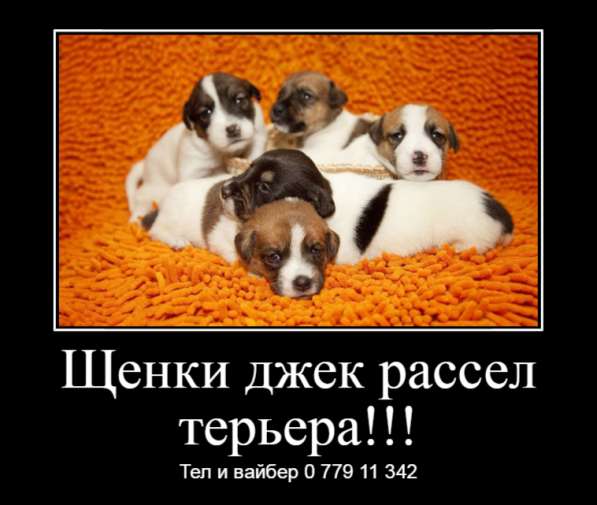 Щенки джек рассел терьера! в фото 8