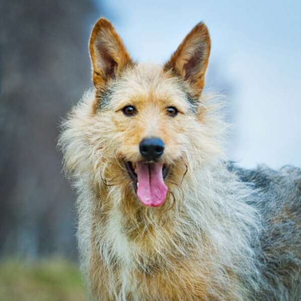 Трогательный Чарлик ищет дом в Москве фото 51