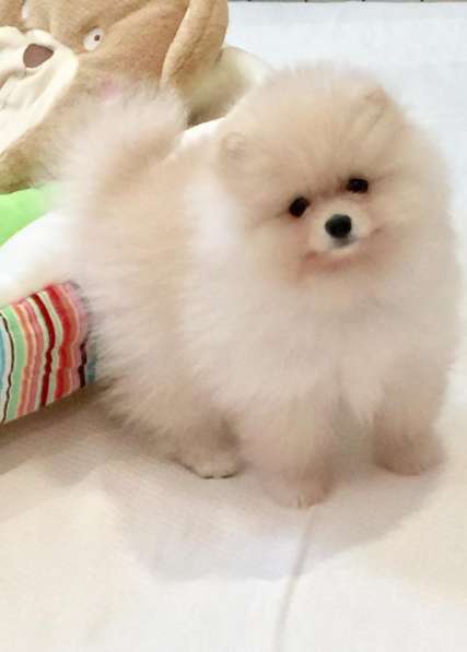 Померанский шпиц, девочка