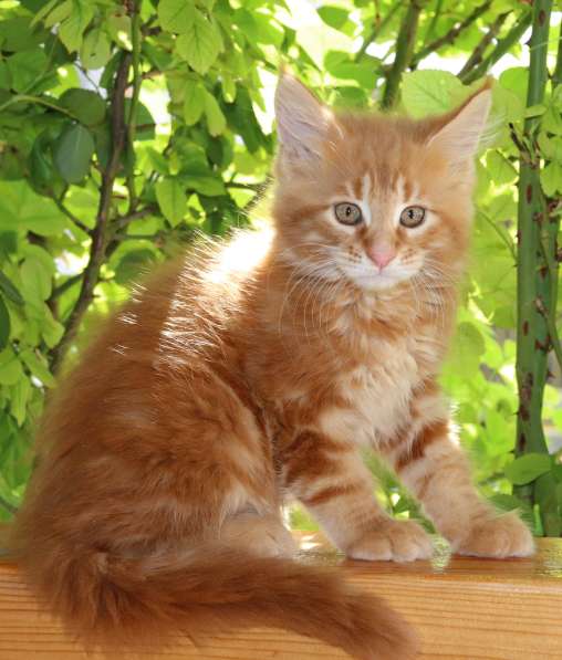 Рыжие Мейн куны в фото 19