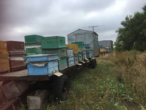 Продам пчелосемьи 4,5 тысячи