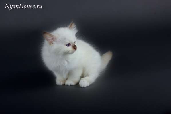 Котята Священная Бирма