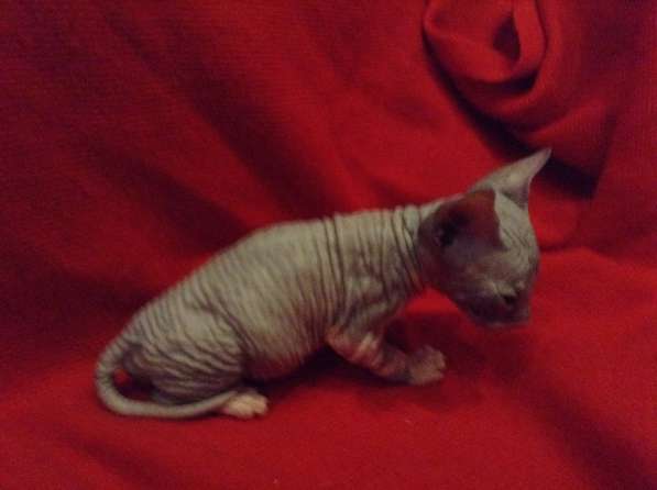 Донские котята в Туле фото 18