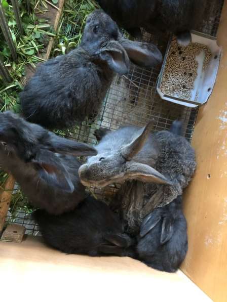 Кролики в Домодедове