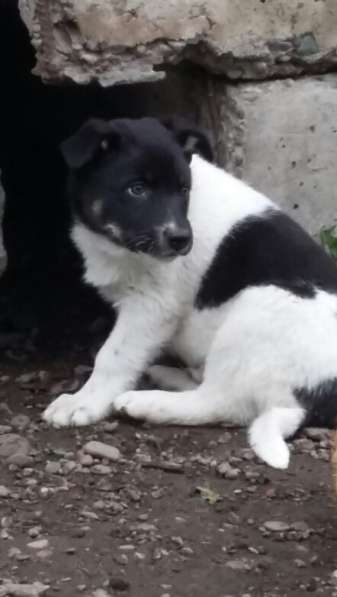 Щенки ищут хозяина в Красноярске фото 11