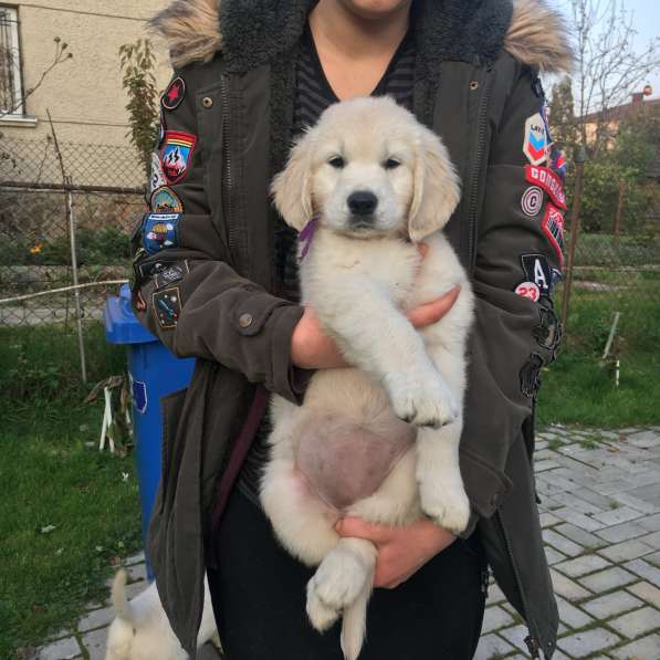 Щенки Голден Ретривер в 