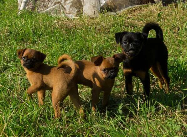 Великолепные щенки гриффона и пти-брабансона. Вязки в Москве фото 34