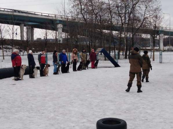 Дрессировка собак на площадке в Москве фото 3
