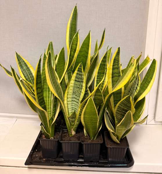 Сансевиерии (Тещин язык // Щучий хвост) в Москве