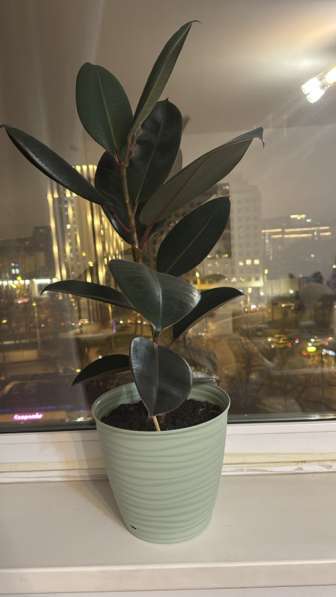 Комнатные цветы