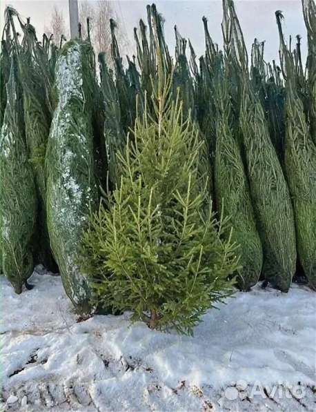 ЕЛКИ ЖИВЫЕ в Москве