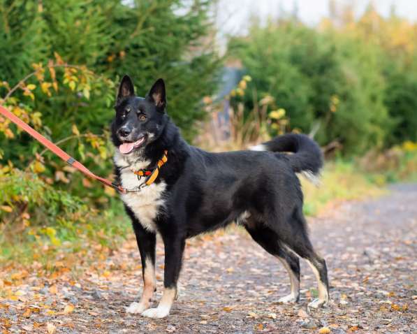 Роскошный молодой пёс в Санкт-Петербурге фото 7