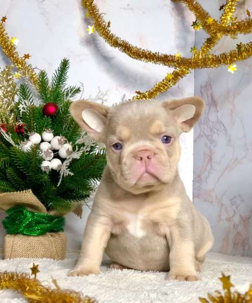 Щенки французского бульдога