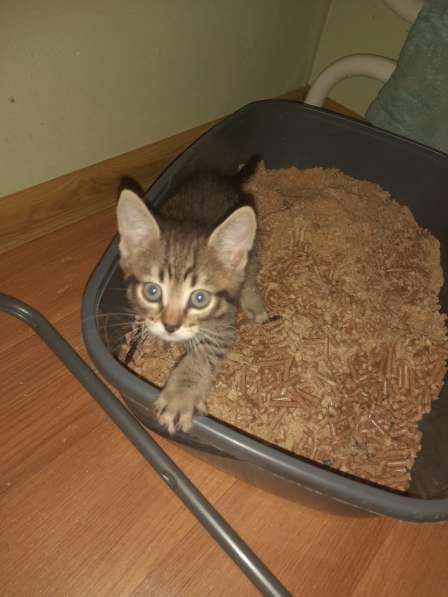 Котята в добрые руки, бесплатно в Подольске фото 3