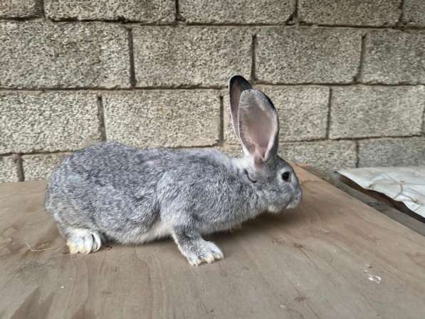 Кролики СОВЕТСКАЯ ШИНШИЛА в Хасавюрте фото 11