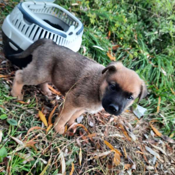 Отдам щенят в Иркутске фото 6