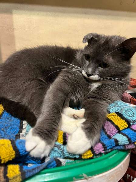 Очаровательная одноухая кошечка Муся в добрые руки в Москве фото 5