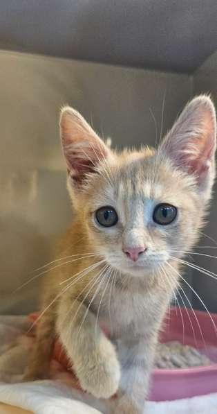 Котята бесплатно