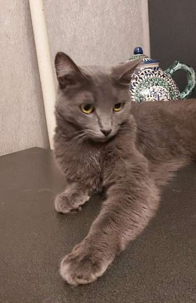 Дымка, русская голубая в добрые руки в Москве фото 7