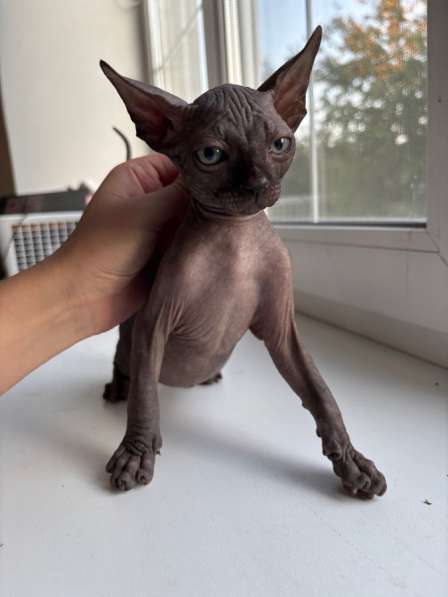 Котята сфинксы