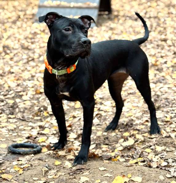 Питбуль Джуна 10 месяцев ищет дом в Москве фото 4