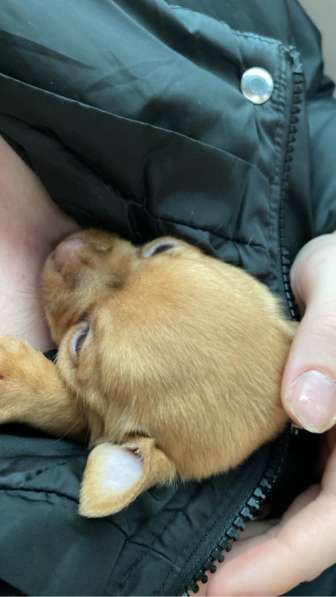 Продам щенка Чихуахуа в Москве