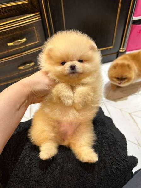 Pomeranski Mini Shpic Pomeranian Spitz Померанские Мини шпиц в фото 14