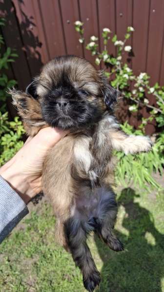 Чистокровные щенки Ши-Тцу в фото 9